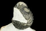 Adrisiops, Austerops & Hollardops Trilobite Association #186746-8